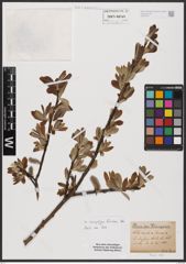 Foto von Salix aurita L. x Salix caprea L.